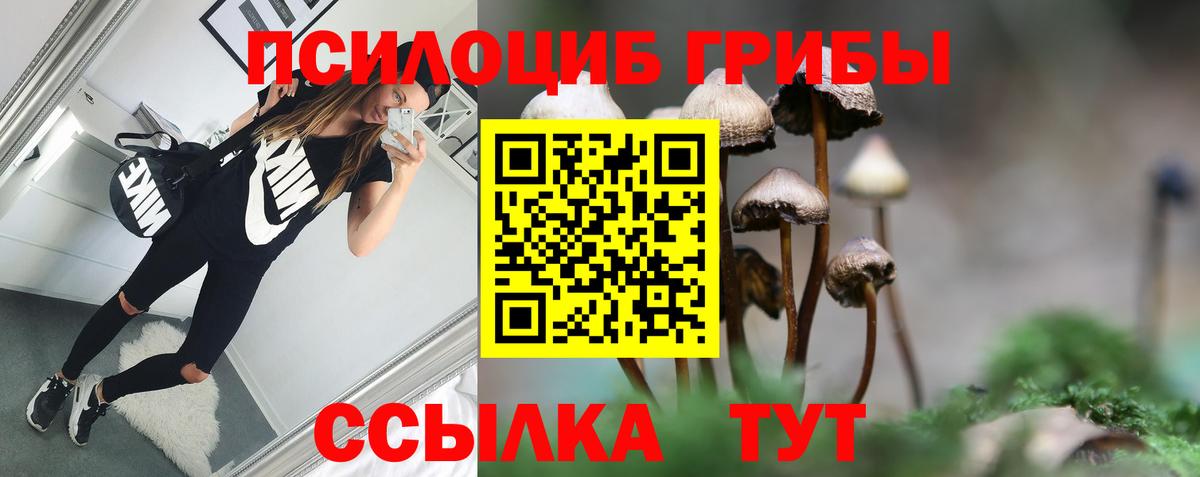 Галлюциногенные грибы Psilocybe Карачаевск